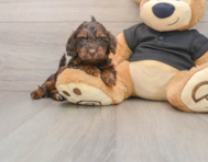 5 week old Mini Doxiedoodle Puppy For Sale - Premier Pups