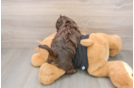 Cute Mini Doxie Poo Poodle Mix Puppy