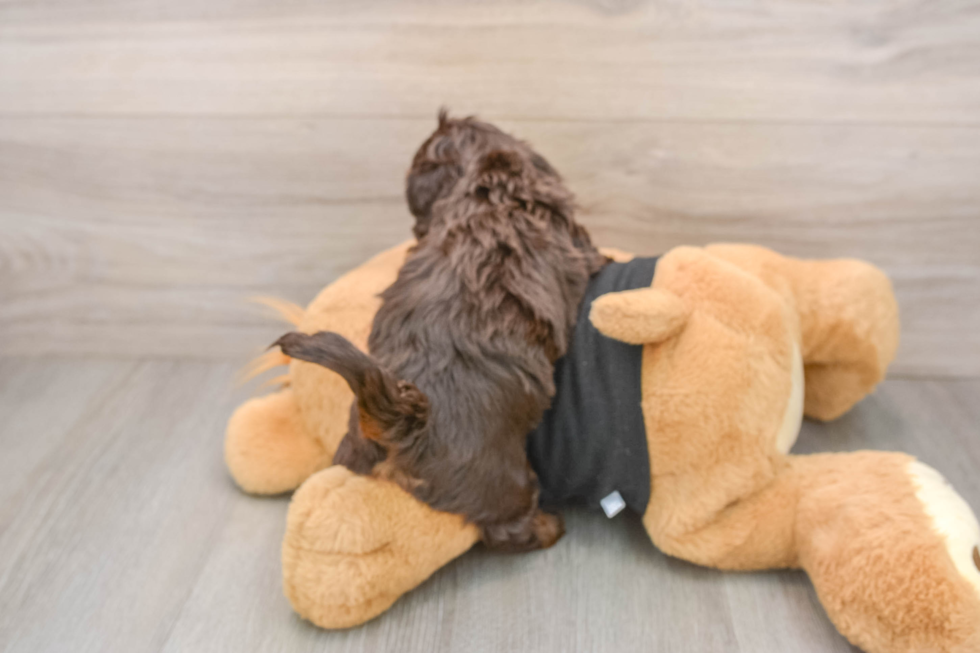 Cute Mini Doxie Poo Poodle Mix Puppy