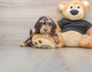 5 week old Mini Doxiedoodle Puppy For Sale - Premier Pups