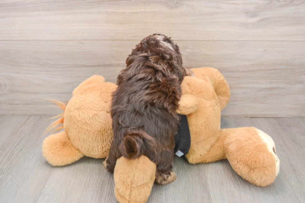 Cute Mini Doxiedoodle Poodle Mix Pup