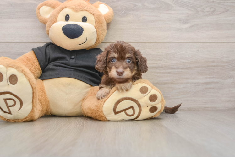 Mini Doxiedoodle Puppy for Adoption