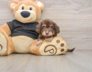 5 week old Mini Doxiedoodle Puppy For Sale - Premier Pups