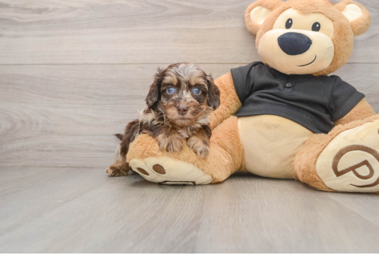 Cute Mini Doxie Poo Poodle Mix Puppy