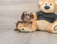 5 week old Mini Doxiedoodle Puppy For Sale - Premier Pups