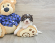 5 week old Mini Doxiedoodle Puppy For Sale - Premier Pups