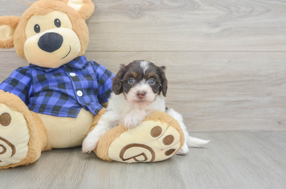 5 week old Mini Doxiedoodle Puppy For Sale - Premier Pups