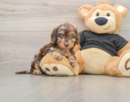 5 week old Mini Doxiedoodle Puppy For Sale - Premier Pups