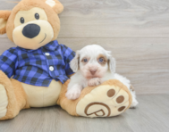 5 week old Mini Doxiedoodle Puppy For Sale - Premier Pups
