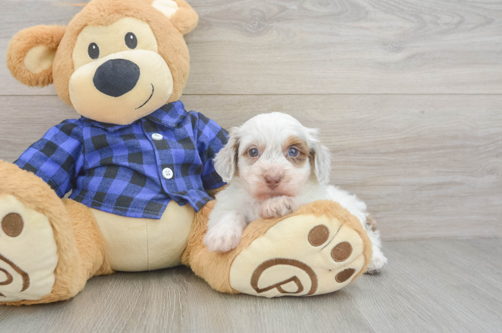 5 week old Mini Doxiedoodle Puppy For Sale - Premier Pups