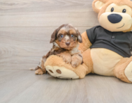 5 week old Mini Doxiedoodle Puppy For Sale - Premier Pups