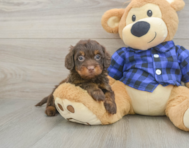 5 week old Mini Doxiedoodle Puppy For Sale - Premier Pups