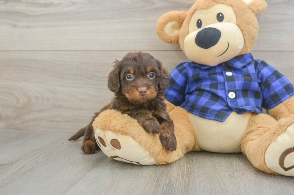 5 week old Mini Doxiedoodle Puppy For Sale - Premier Pups