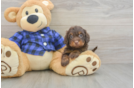 Cute Doxiepoo Poodle Mix Puppy