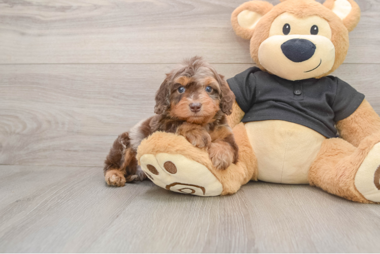 Cute Mini Doxiedoodle Poodle Mix Pup
