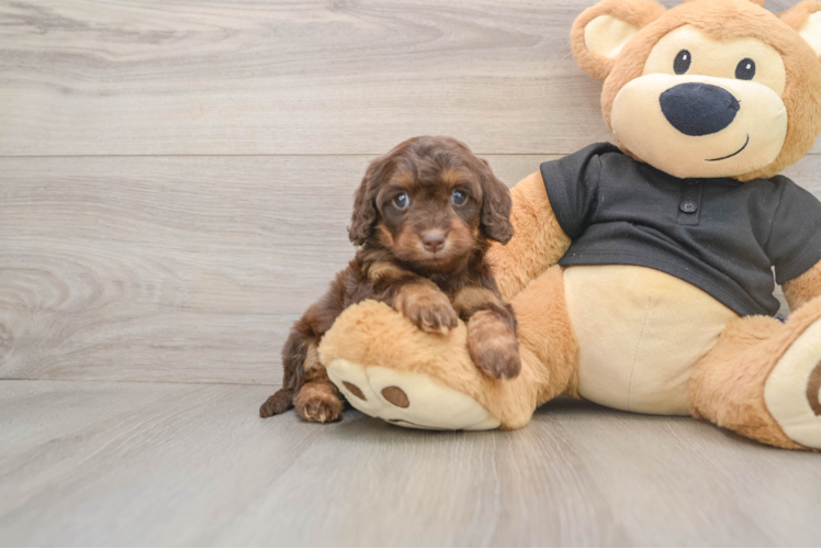 Cute Mini Doxiedoodle Baby