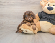 6 week old Mini Doxiedoodle Puppy For Sale - Premier Pups