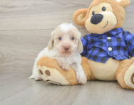 5 week old Mini Doxiedoodle Puppy For Sale - Premier Pups