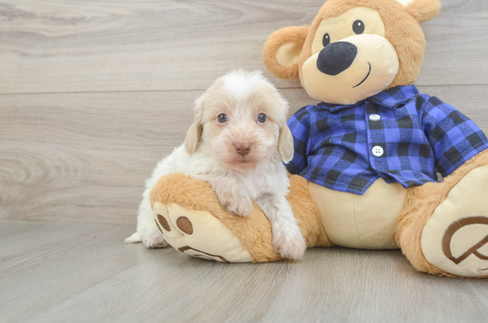 5 week old Mini Doxiedoodle Puppy For Sale - Premier Pups