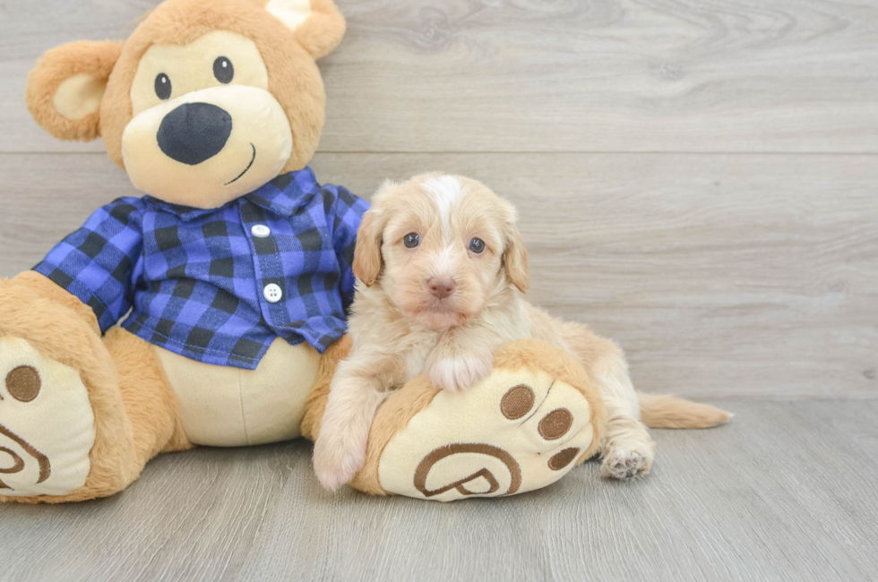 5 week old Mini Doxiedoodle Puppy For Sale - Premier Pups