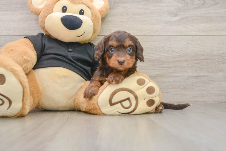 Cute Mini Doxiedoodle Poodle Mix Pup