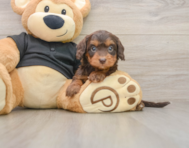 7 week old Mini Doxiedoodle Puppy For Sale - Premier Pups