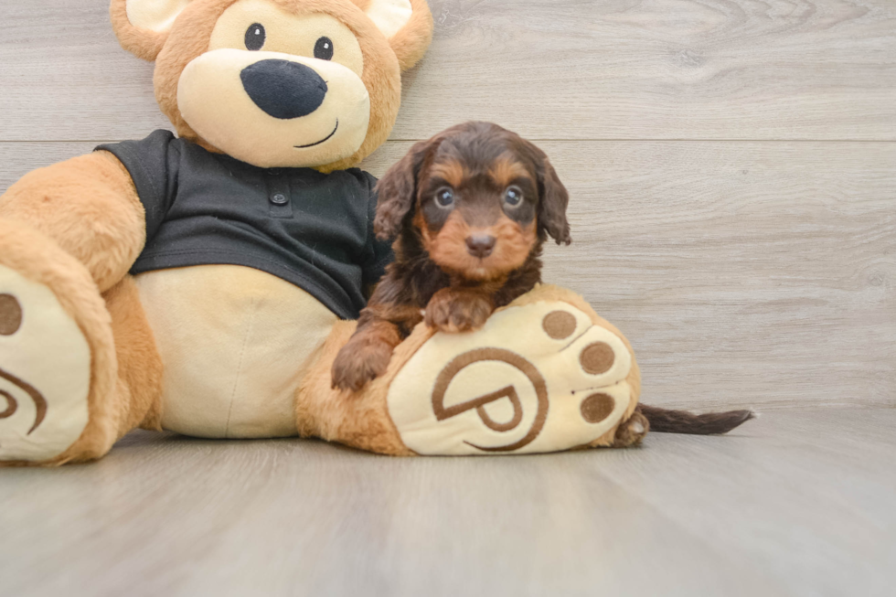 Cute Mini Doxiedoodle Poodle Mix Pup