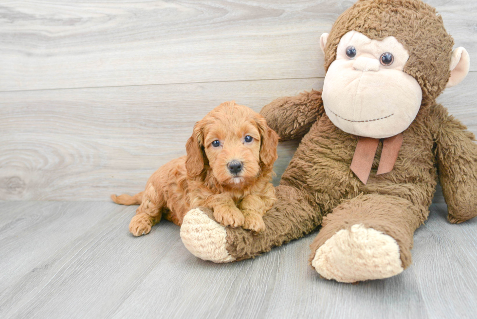 Best Mini Goldendoodle Baby