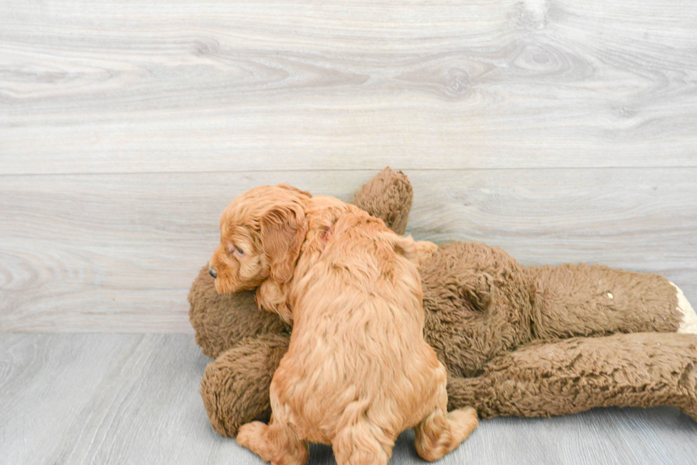 Mini Goldendoodle Puppy for Adoption