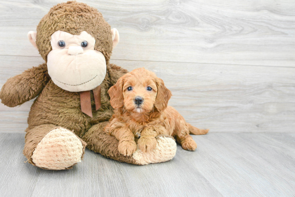 Mini Goldendoodle Pup Being Cute