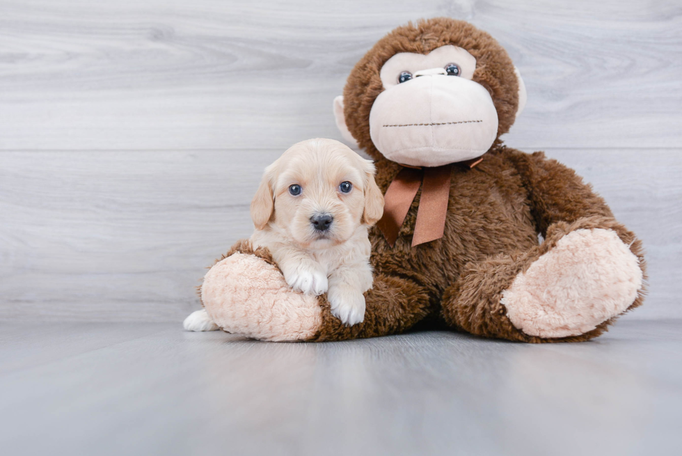 Mini Goldendoodle Pup Being Cute