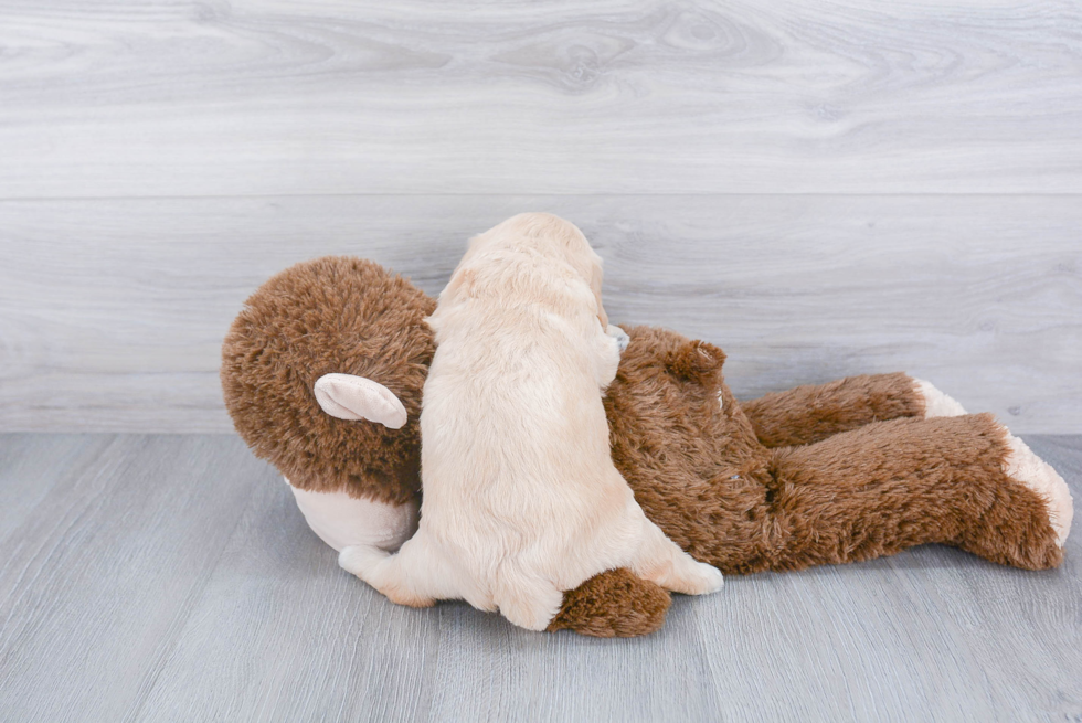 Mini Goldendoodle Pup Being Cute