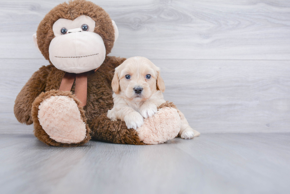 Best Mini Goldendoodle Baby