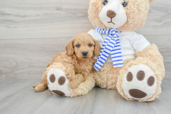 Little Golden Retriever Poodle Mix Puppy