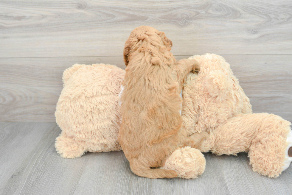 Fluffy Mini Goldendoodle Poodle Mix Pup