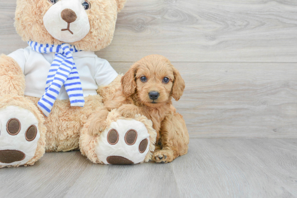 Best Mini Goldendoodle Baby