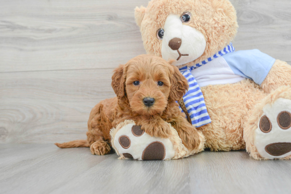 Friendly Mini Goldendoodle Baby