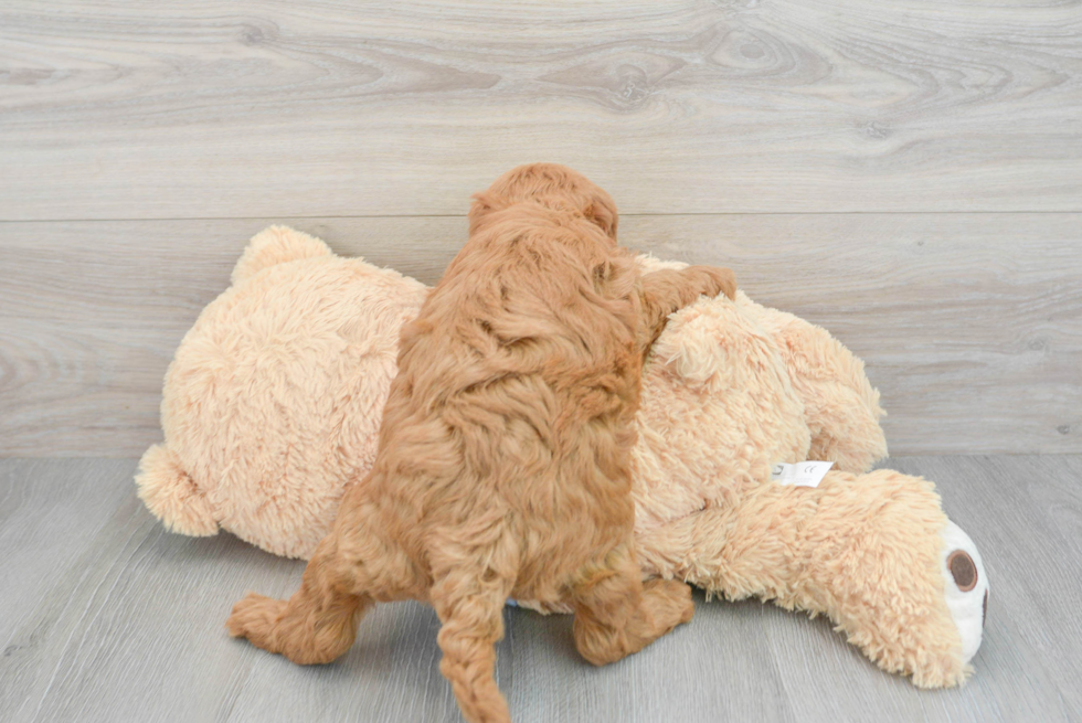 Hypoallergenic Golden Retriever Poodle Mix Puppy