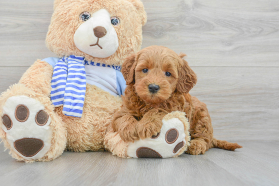 Cute Mini Goldendoodle Baby