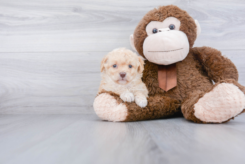 Happy Mini Goldendoodle Baby