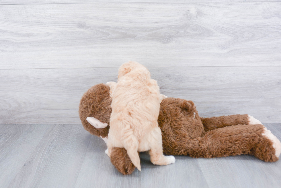 Happy Mini Goldendoodle Baby