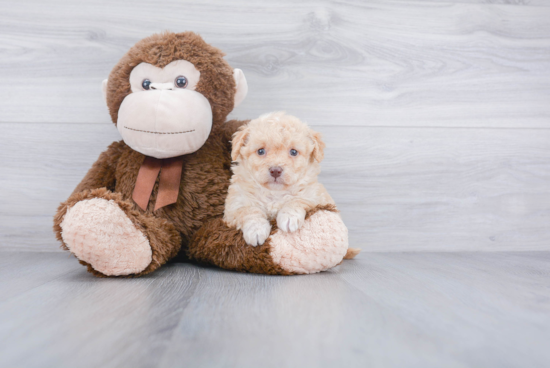 Best Mini Goldendoodle Baby