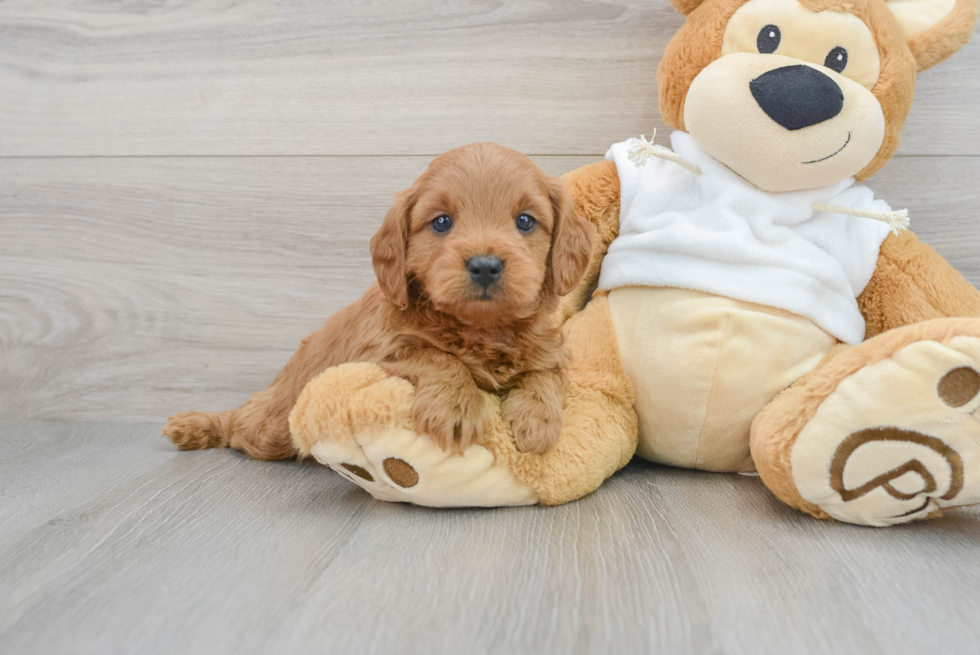 Mini Goldendoodle Puppy for Adoption