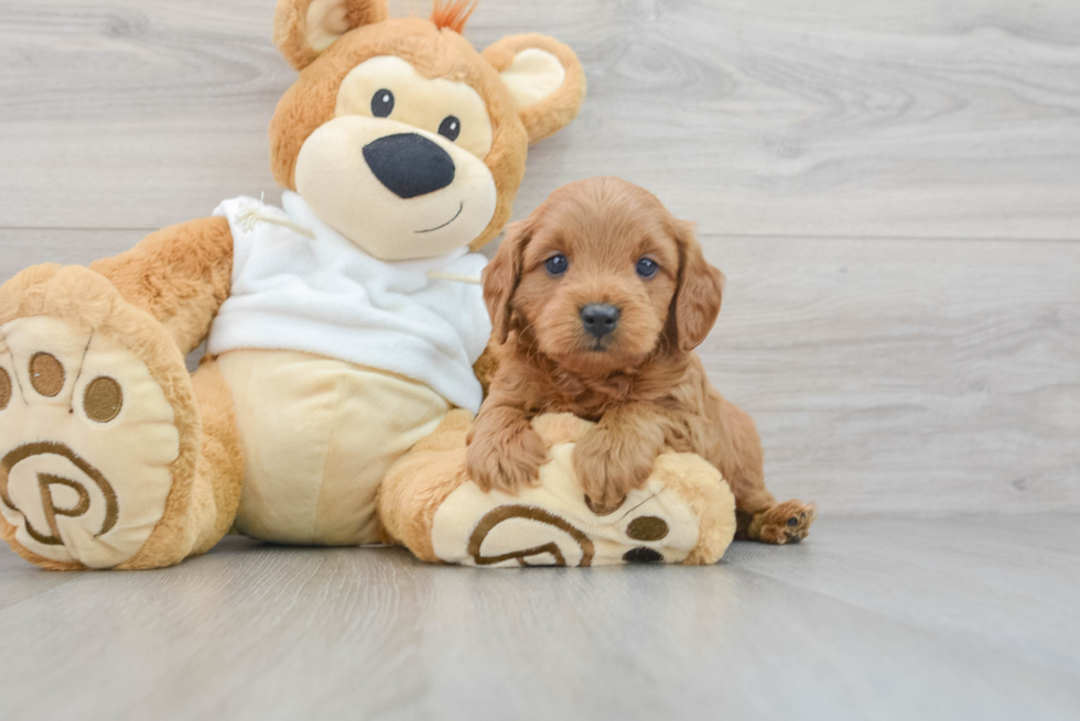 Energetic Golden Retriever Poodle Mix Puppy