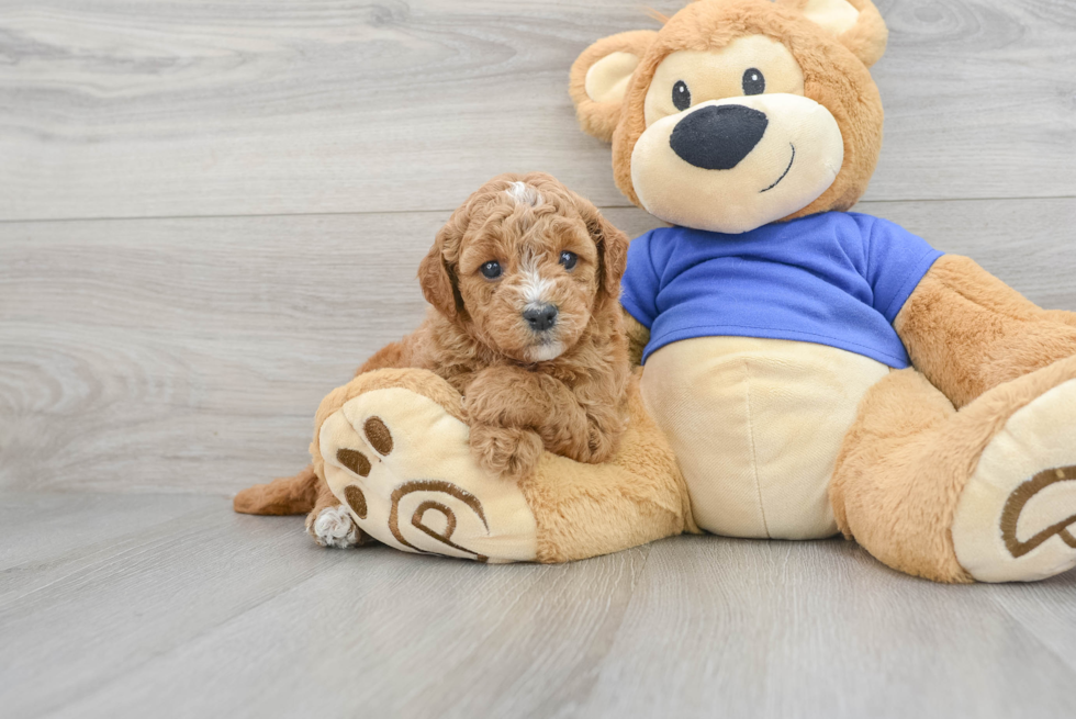 Smart Mini Goldendoodle Poodle Mix Pup