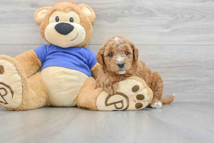 Smart Mini Goldendoodle Poodle Mix Pup