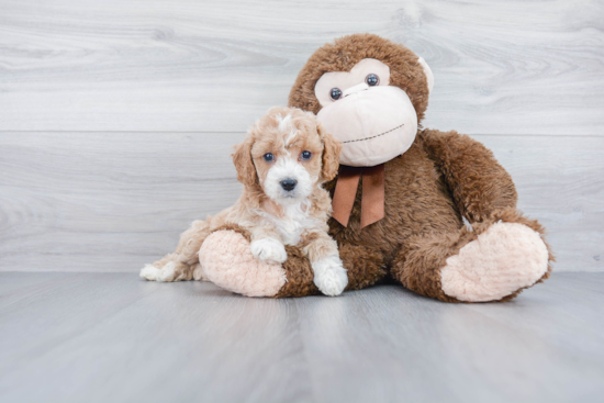 Funny Mini Goldendoodle Poodle Mix Pup