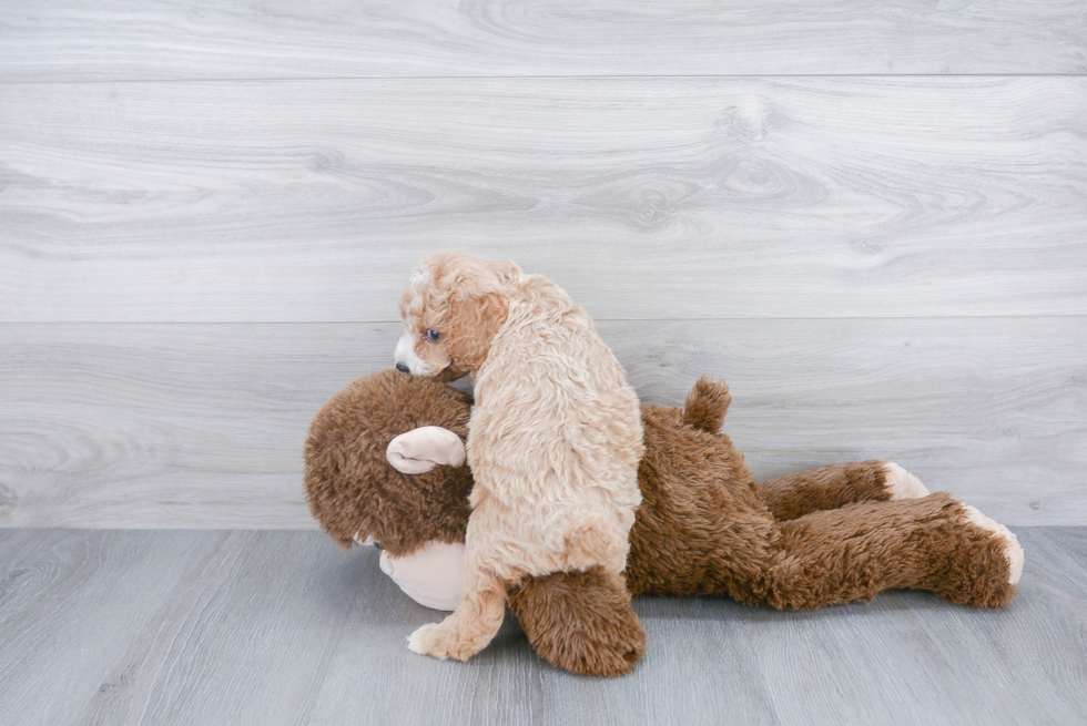 Fluffy Mini Goldendoodle Poodle Mix Pup