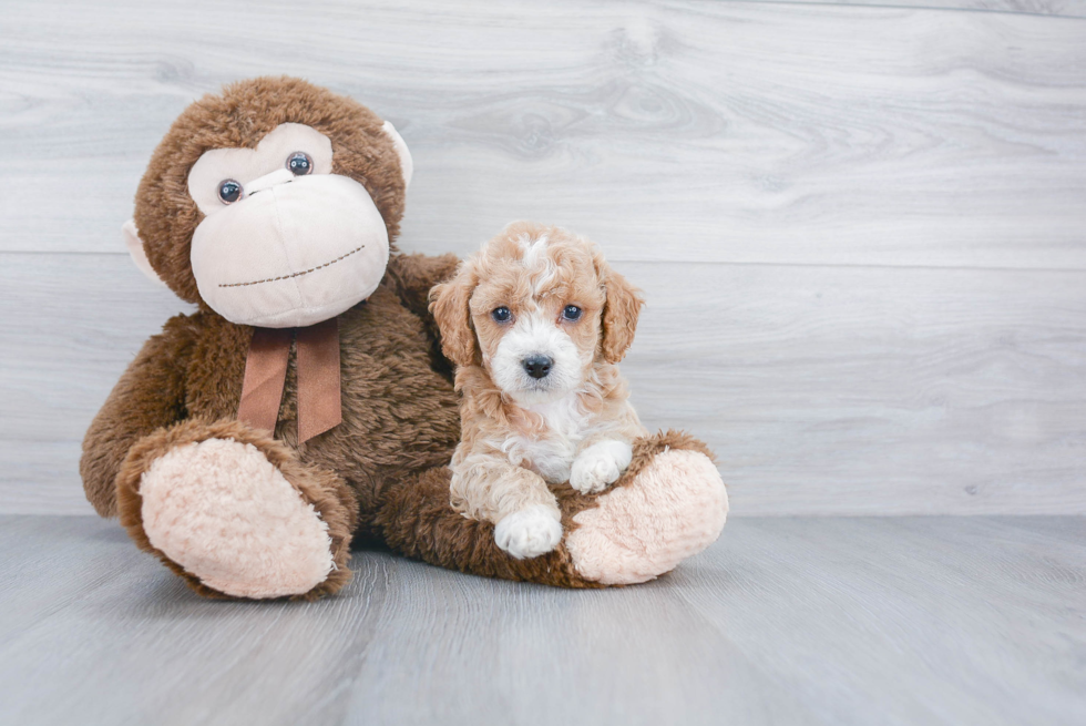 Hypoallergenic Golden Retriever Poodle Mix Puppy