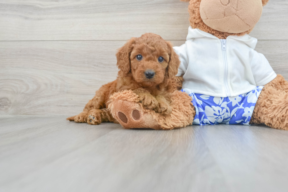 Best Mini Goldendoodle Baby